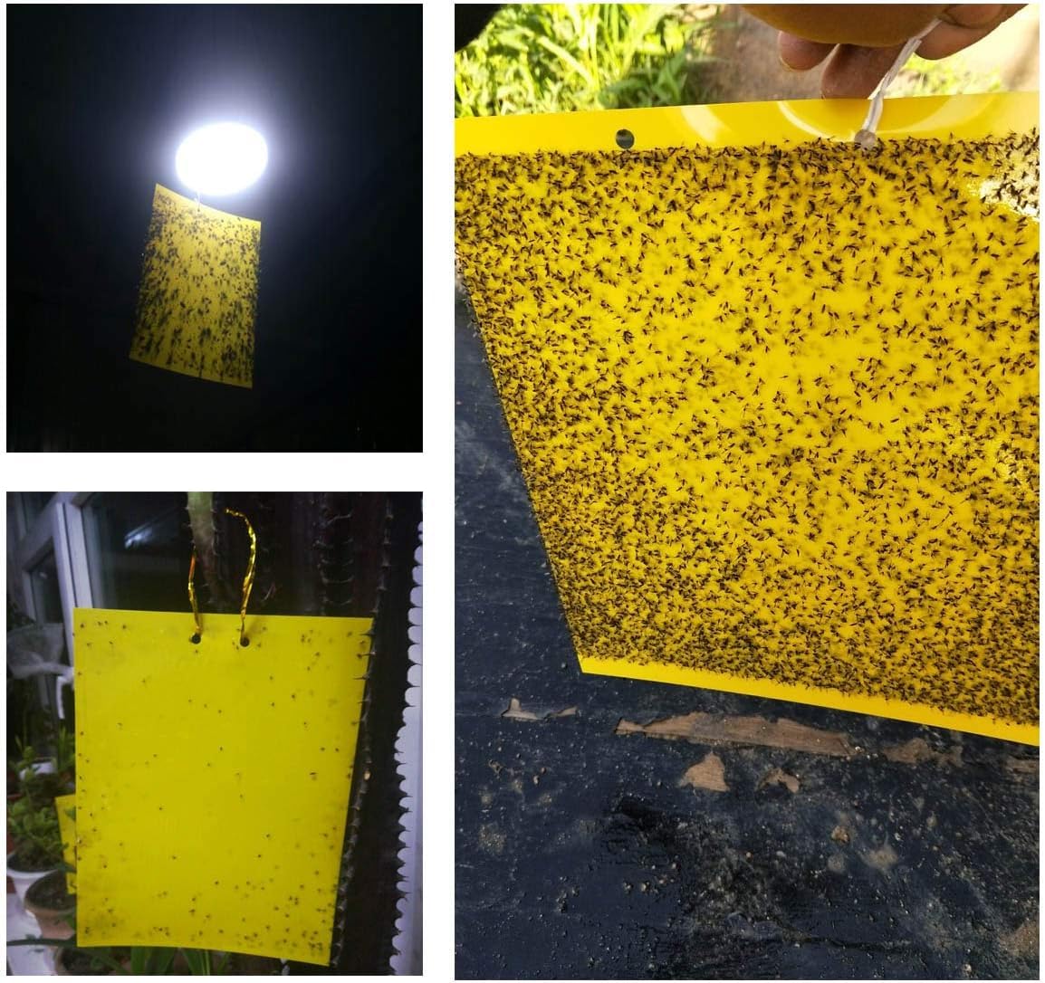 10 Pack Sticky Trap, Both-Sided Yellow Sticky Traps,15X20cm, Fruit Fly Trap - Image 4