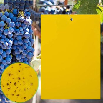 10 Pack Sticky Trap, Both-Sided Yellow Sticky Traps,15X20cm, Fruit Fly Trap