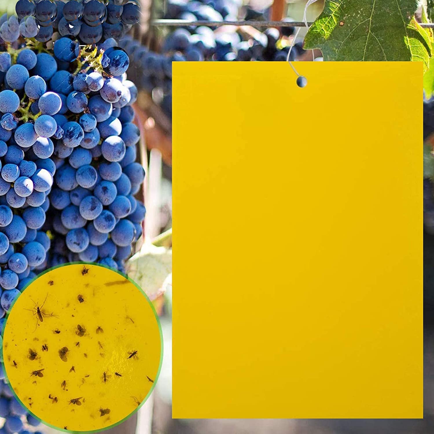 10 Pack Sticky Trap, Both-Sided Yellow Sticky Traps,15X20cm, Fruit Fly Trap