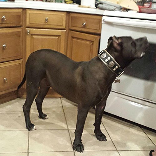Genuine Leather Dog Collar, Large Breeds, Cane Corso, Rottweiler - Image 5