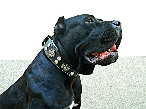 Genuine Leather Dog Collar, Large Breeds, Cane Corso, Rottweiler - Image 4