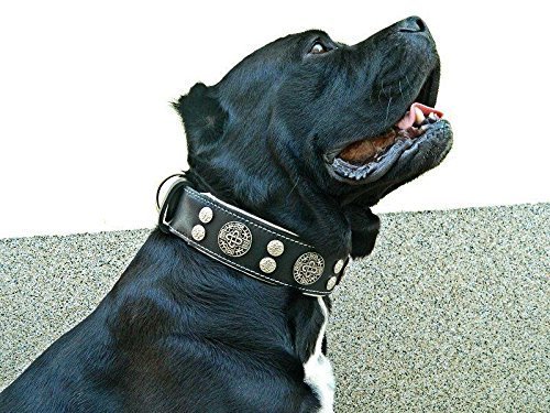 Genuine Leather Dog Collar, Large Breeds, Cane Corso, Rottweiler - Image 3