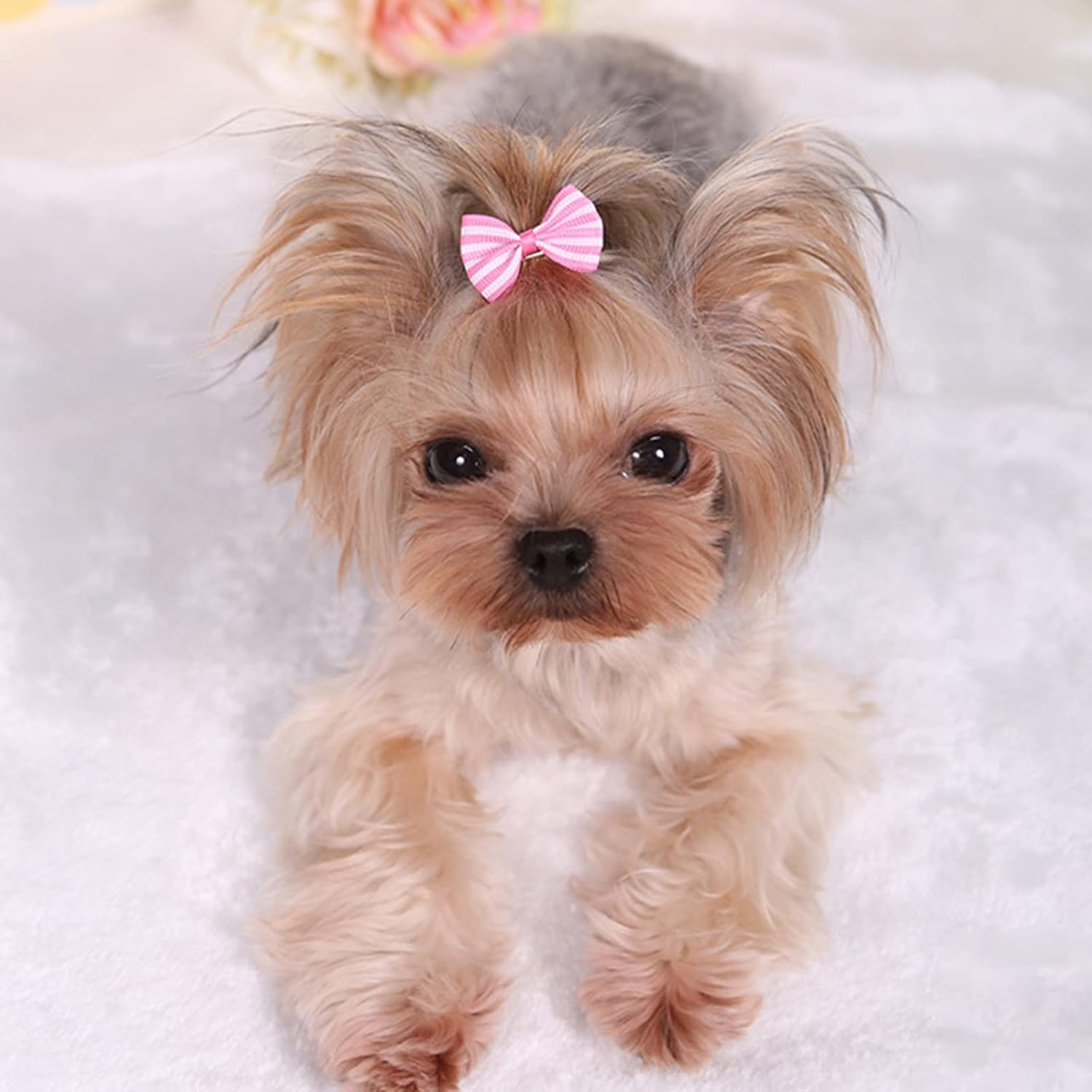 Pet Hair Clips, Bowknot Bows Dots Pet Hair Clips for Dog Cats Puppy,Random - Image 3