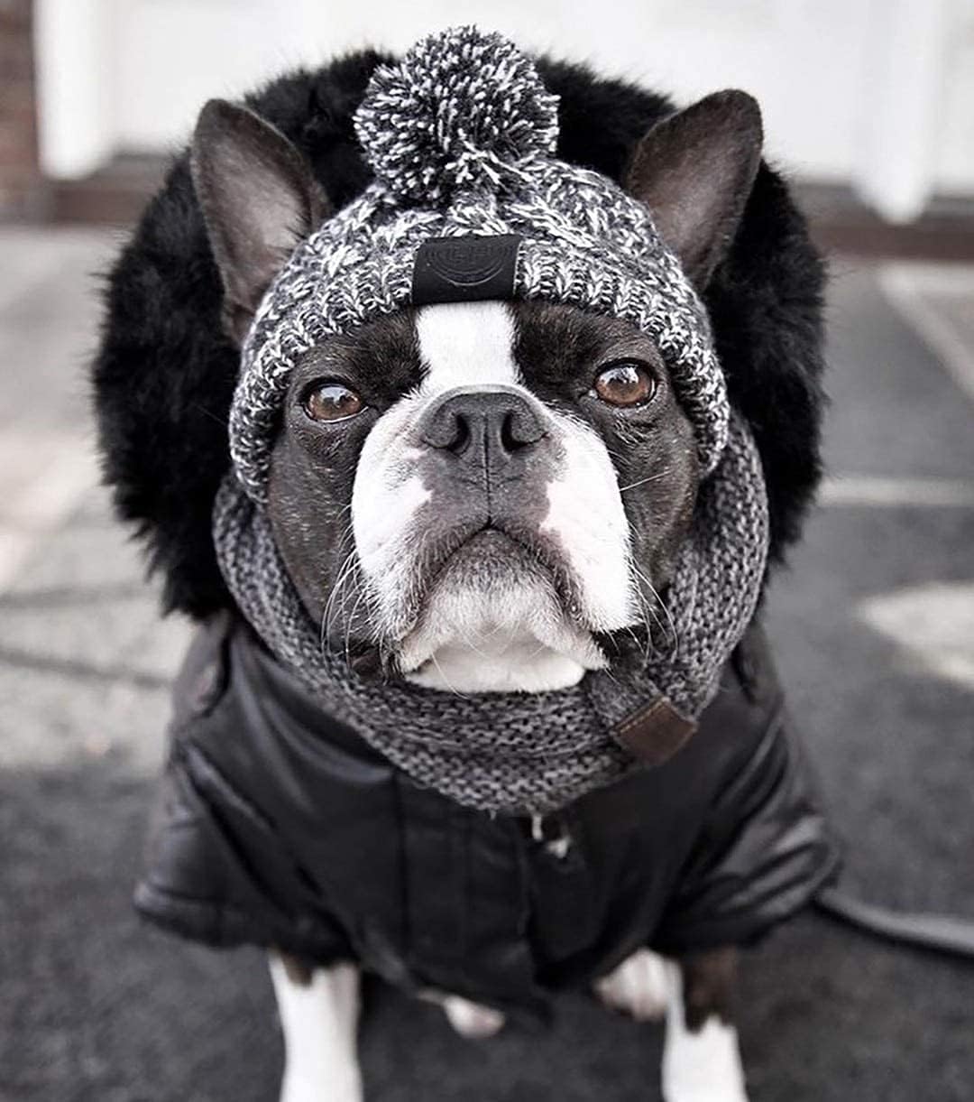 Winter Soft Dog Hats, Warm Pet Dog Knitted Hat, Windproof Knitting French - Image 3