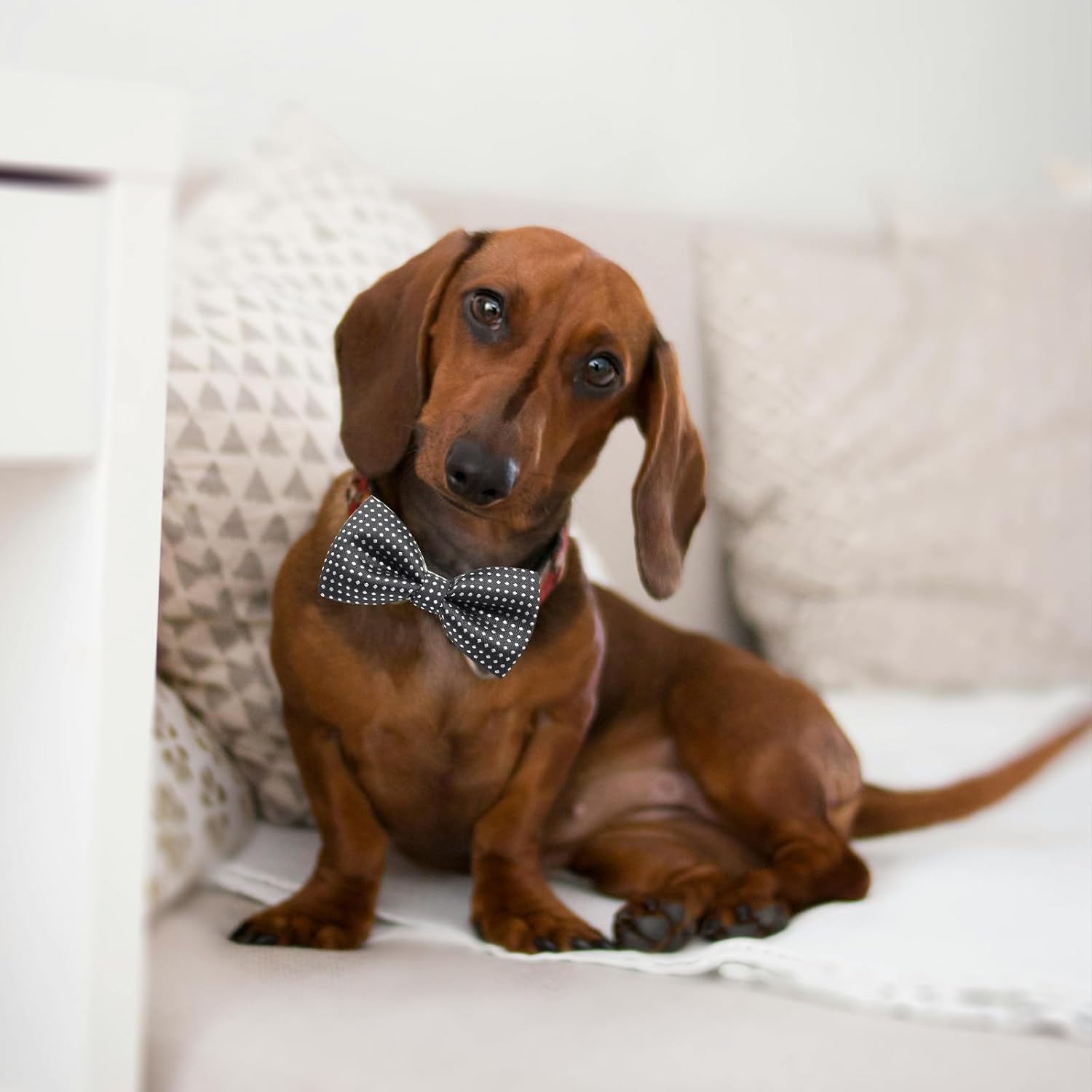5PCS Dogs Collar Bow Ties Adjustable Pets Dog Cat Neck Tie Formal Pet Necktie - Image 3