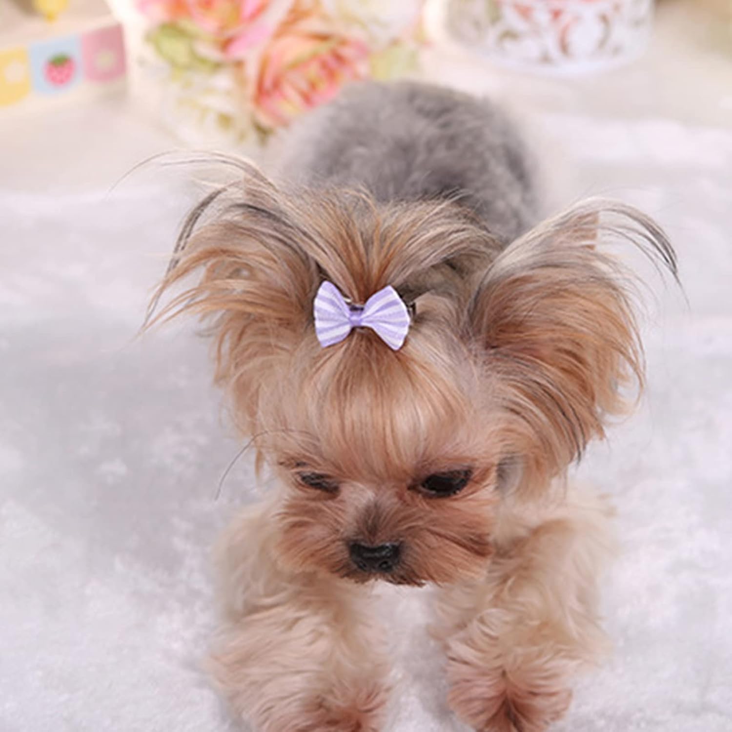 Pet Hair Clips, Bowknot Bows Dots Pet Hair Clips for Dog Cats Puppy,Random - Image 5