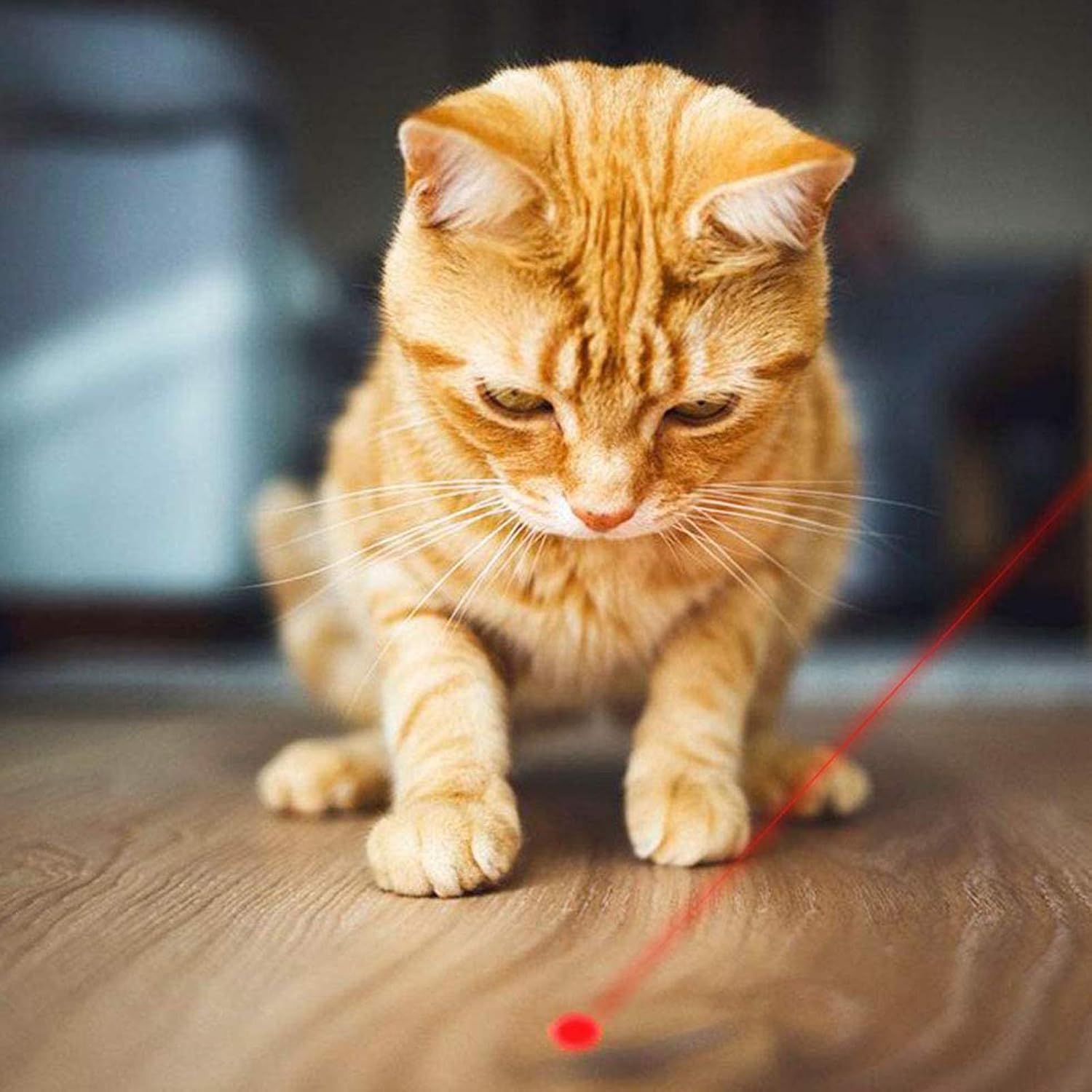 Cat Toys for Indoor Pets,Laser Pointer for Cats Dogs,Interactive Pet Toy - Image 7