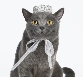 Pet Series Royal Rhinestone Full Round Dog/Cat Crown for Costume Small Dog Hair