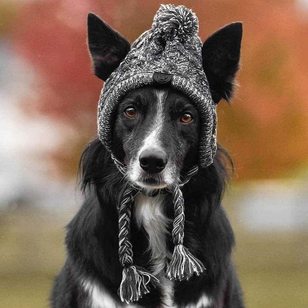 Winter Soft Dog Hats, Warm Pet Dog Knitted Hat, Windproof Knitting French - Image 4