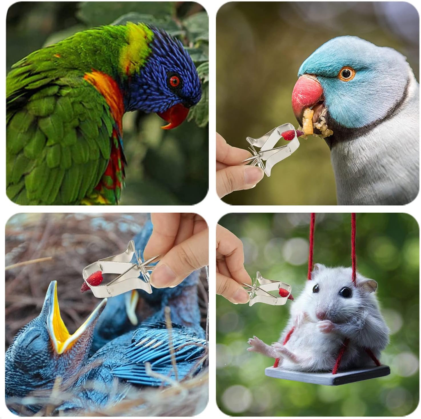 6 Pcs Bird Cage Food Holder Bird Feeder Parrot Fruit Vegtable Clips Feeder Bird - Image 7