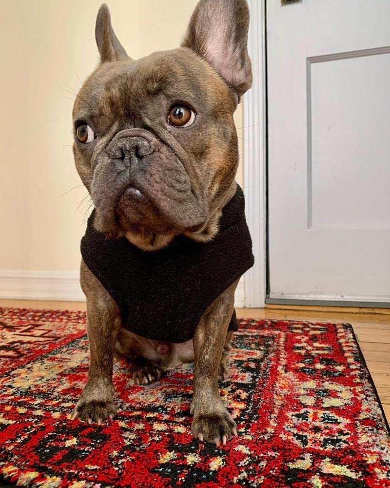 Stretch Fleece Vest, Pullover Fleece Vest Jacket Sweater for Dogs, Black, Large - Image 6