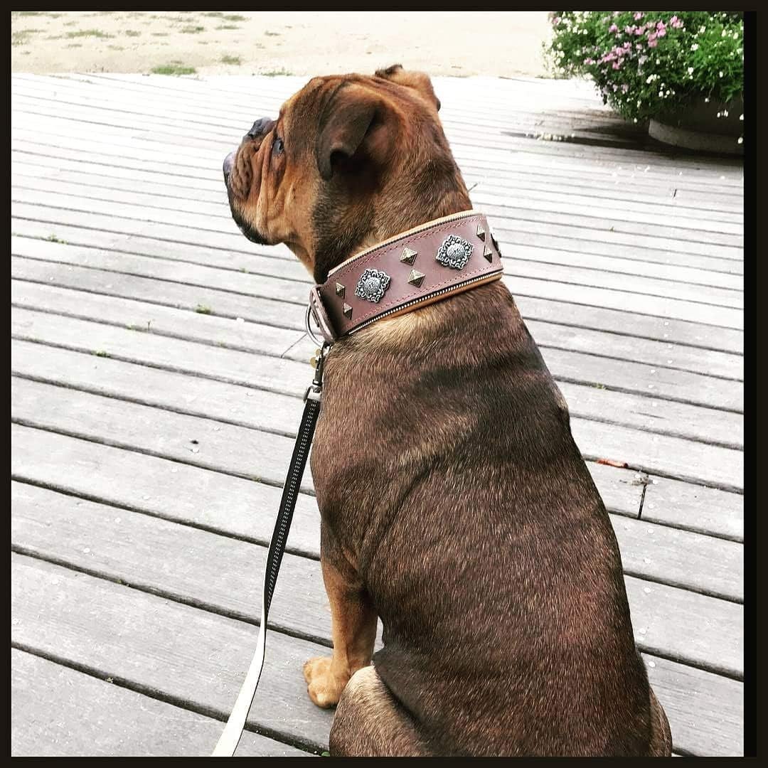 Aztec Grey Genuine Leather Big Dog Collar. Unique Rivet Design. Soft Padded XXL - Image 2