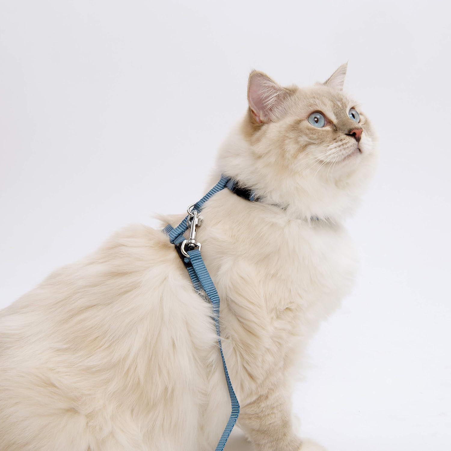 Nylon Adjustable Cat Harness and Lead Set, Black, Large 10-Feet - Image 2