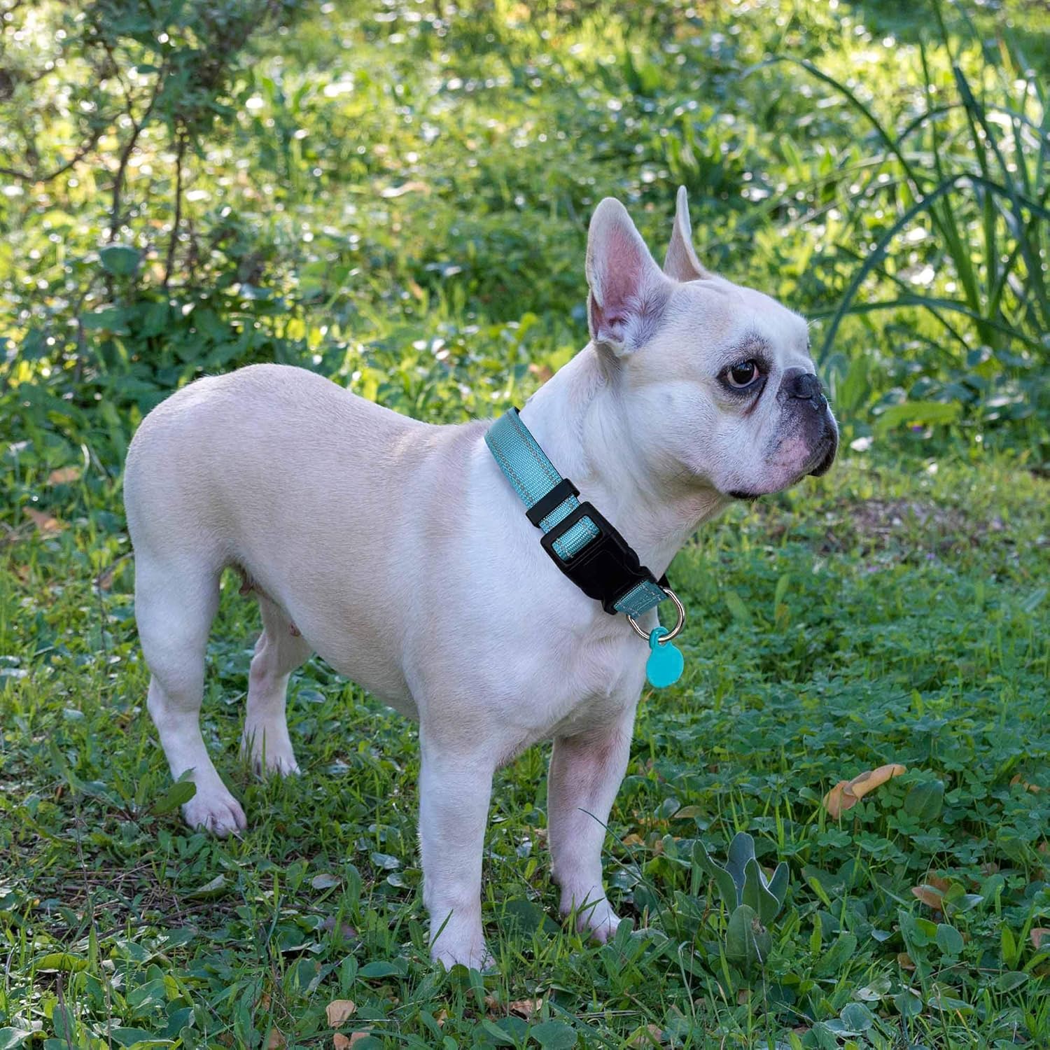 Reflective Dog Collar Padded with Soft Neoprene Breathable Adjustable Nylon Dog - Image 6