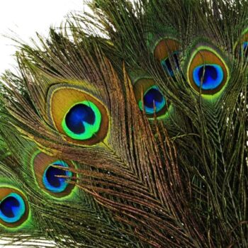 100pcs Natural Peacock Feathers with Eye Peacock Tail Feathers (25-30cm)